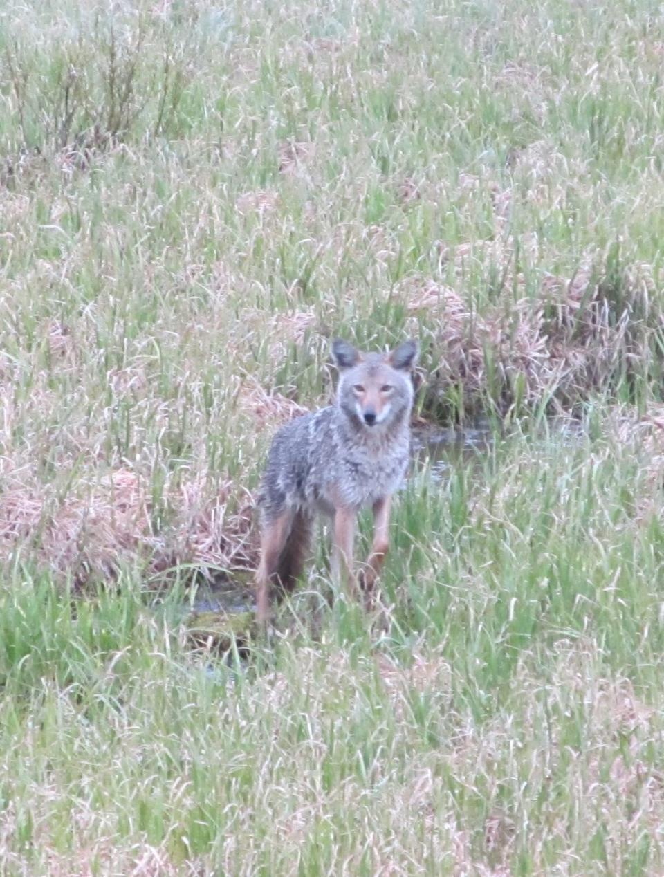a coyote standing in a field
