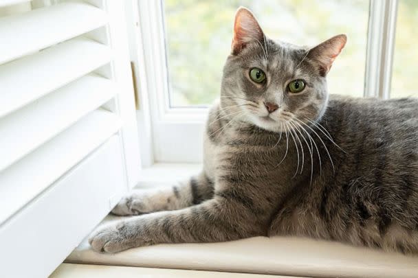 PHOTO: Willow, the Biden family&#39;s new cat, sits on a window sill at The White House on Jan. 27, 2022, in Washington. (Erin Scott/The White House)