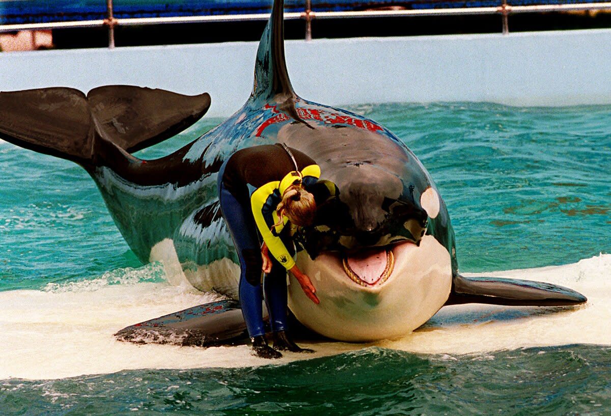 In this March 9, 1995 file photo, trainer Marcia Hinton pets Lolita, a captive orca whale, during a performance at the Miami Seaquarium in Miami. The mayor of Miami Beach and other South Florida leaders are joining the opposition to the orca's decades-long captivity at the Miami Seaquarium. Seaquarium officials say Lolita is healthy and removing her would be cruel and traumatic. Their critics plan to protest Sunday, Aug. 9, 2015, outside the Miami attraction.