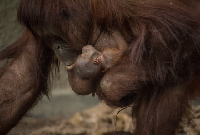 Chester Zoo welcomes beautiful baby Bornean orangutan