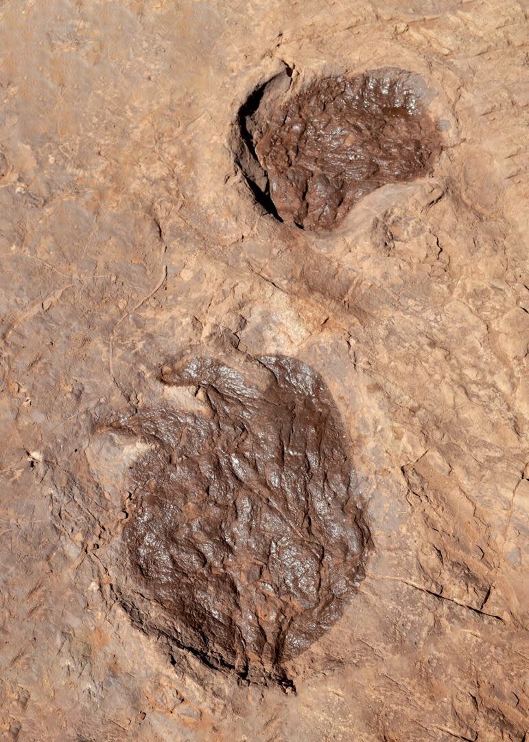 Las campañas de excavación permitieron descubrir excepcionales huellas de titanosaurios que muestran la impresión de las tres garras que estos animales ostentaban en sus pies