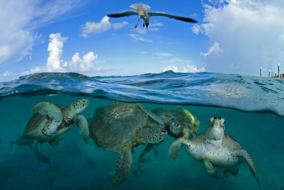 Endangered green sea turtles in Little Farmer’s Cay in the BahamasThomas P Peschak/National Geographic/Wildlife Photographer of the Year