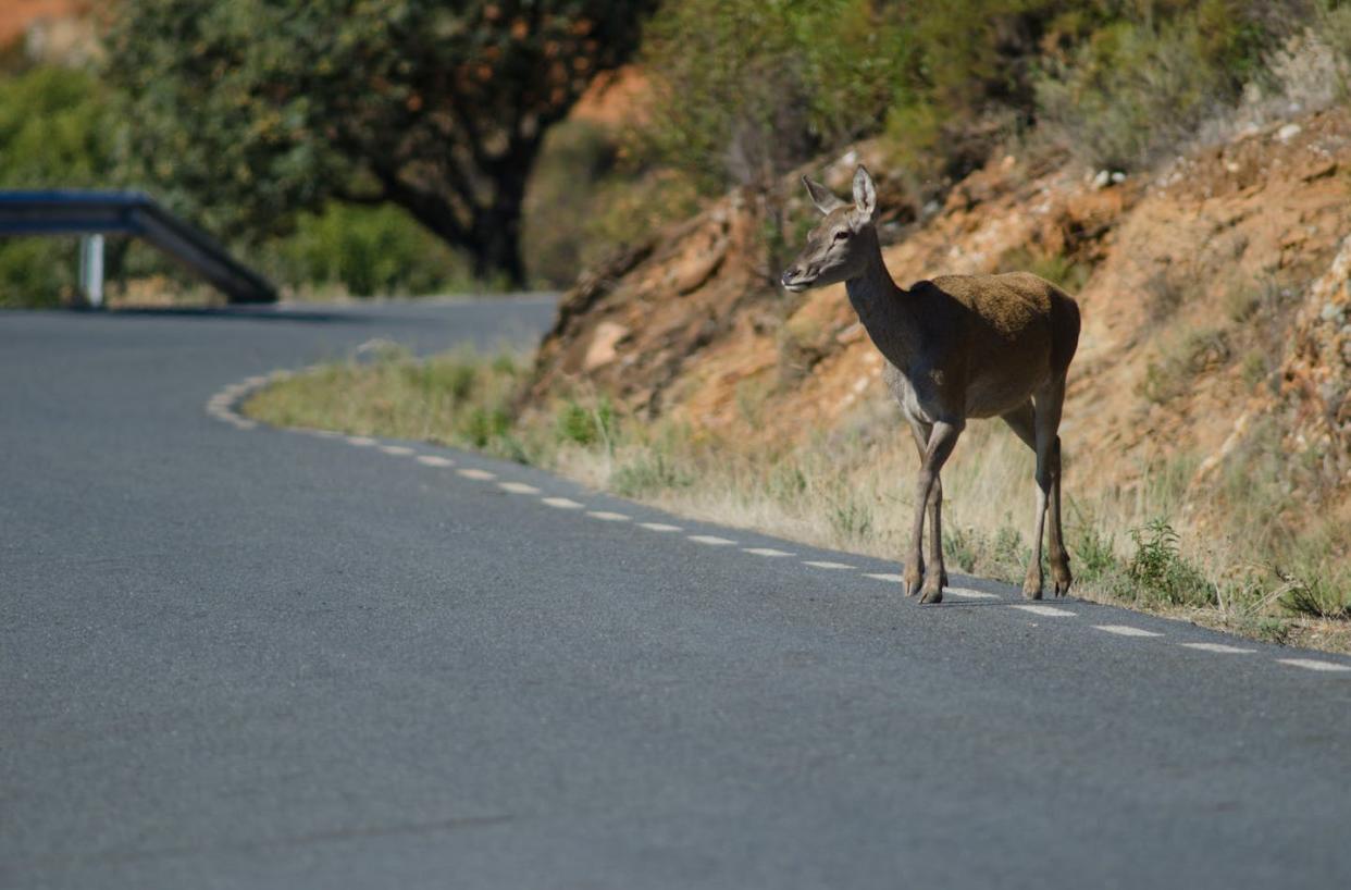 Las infraestructuras como carreteras o vías de tren obstaculizan la movilidad de los ungulados. <a href="https://www.shutterstock.com/es/image-photo/iberian-red-deer-cervus-elaphus-hispanicus-1052877491" rel="nofollow noopener" target="_blank" data-ylk="slk:Victor Suarez Naranjo / Shutterstock;elm:context_link;itc:0;sec:content-canvas" class="link ">Victor Suarez Naranjo / Shutterstock</a>