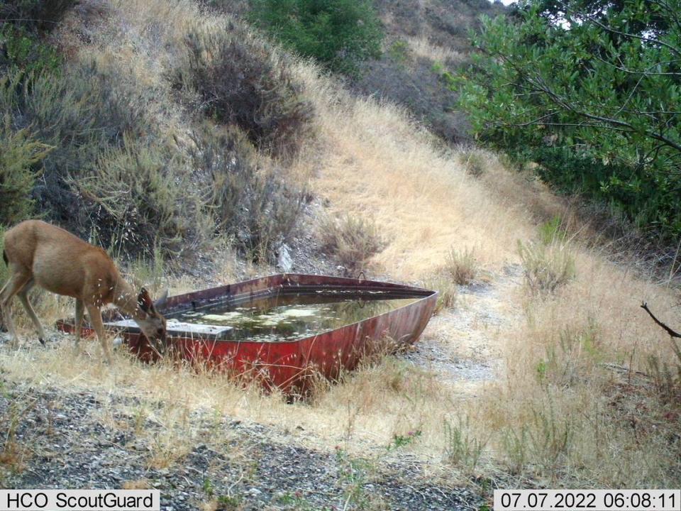 A deer drinks water at the Pismo Preserve in San Luis Obispo County, California in July 2022.