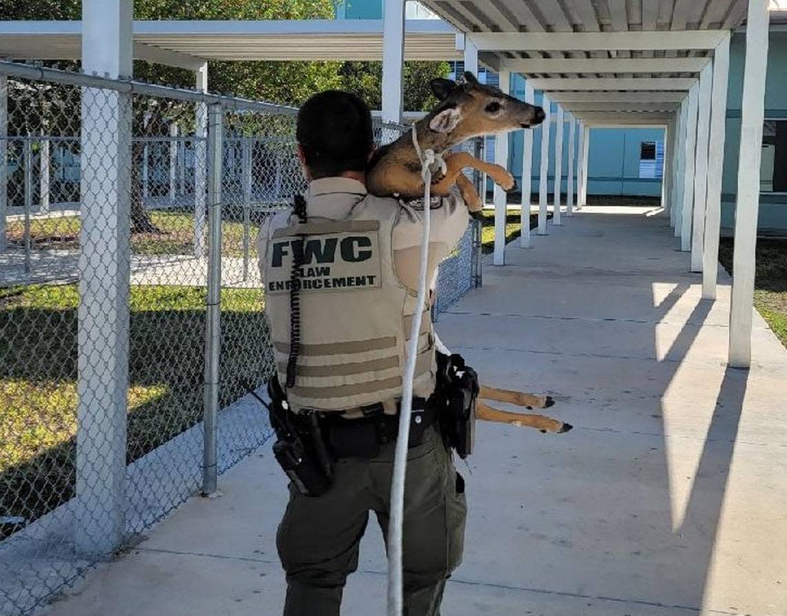 A Florida Fish and Wildlife Conservation Commission officer helps rescue a Key deer that got into Sugarloaf School in the Lower Keys.