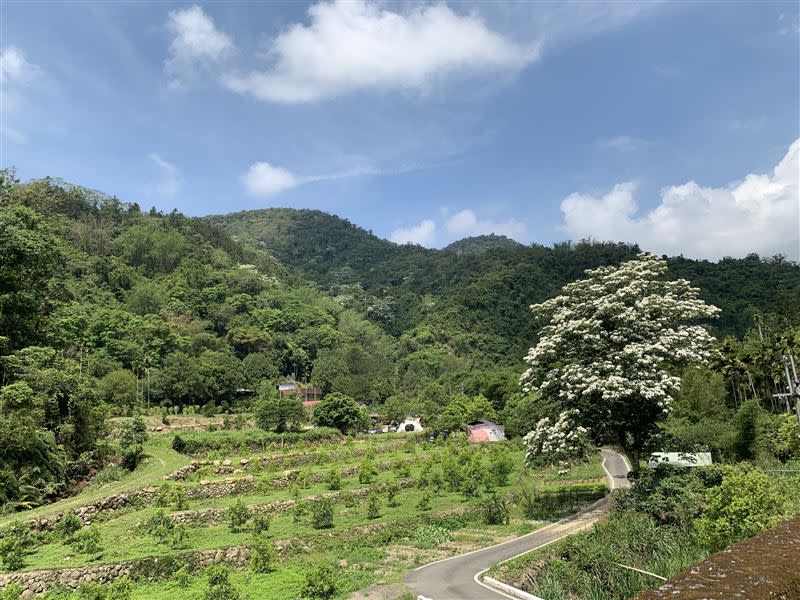 蓮華池周邊油桐花盛開時的景色。（圖／林試所提供）