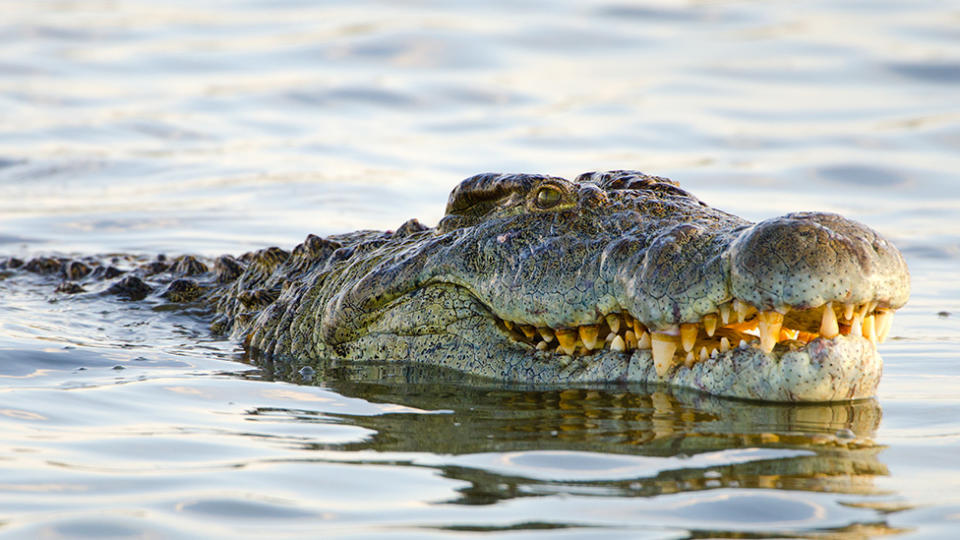 Picture of a crocodile submerged in water, similar to the crocodile which attacked a nine-year-old girl