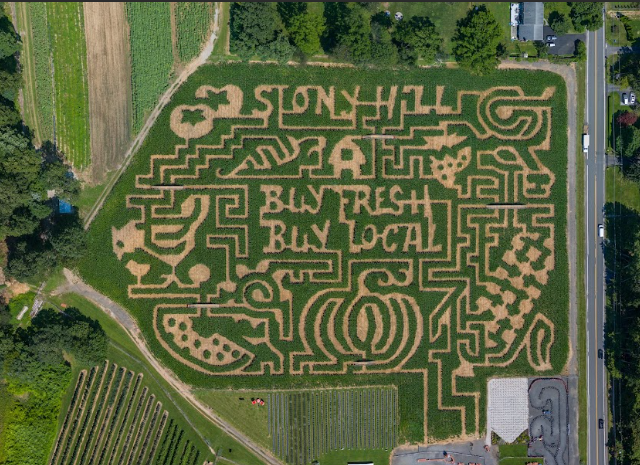 This year's corn maze at Stony Hill Farms in Chester.