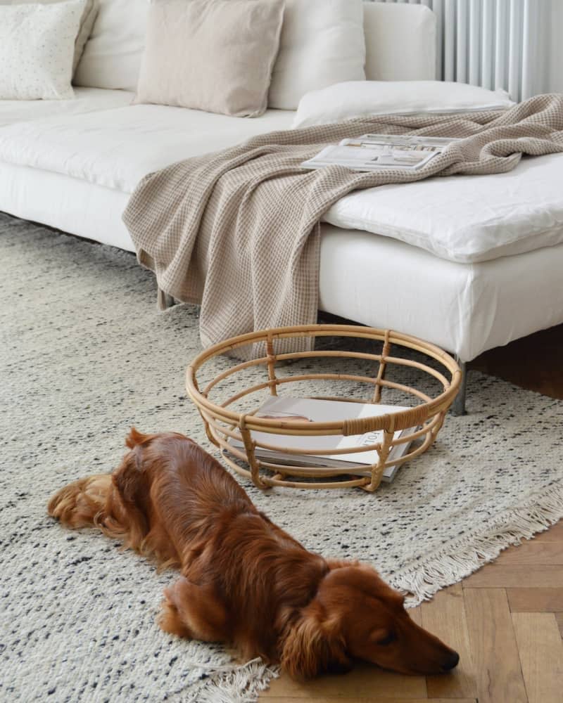 Dog lying on neutral rug next to basket in front of light couch with neutral blanket.