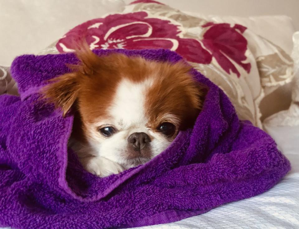 japanese chin dog with soft red hair with a white face and paw and a patch over the head wrapped in a purple towel
