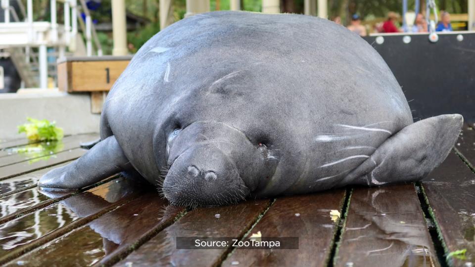 SeaWorld officials said the Columbus Zoo and Aquarium, Cincinnati Zoo & Botanical Garden, ZooTampa at Lowry Park and SeaWorld Orlando have partnered for several years to rehabilitate the eight orphaned manatees.