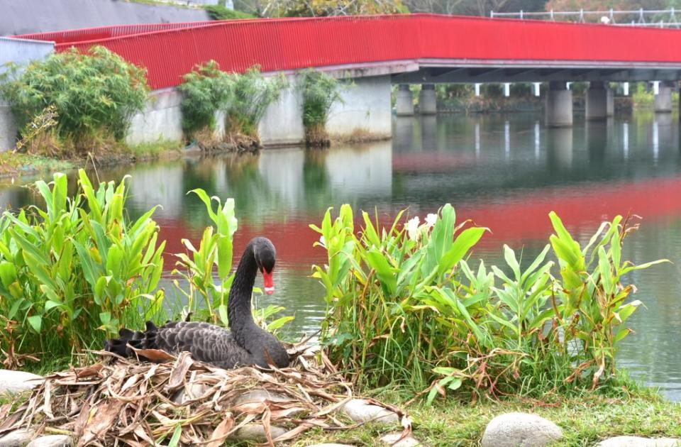 棲息秋紅谷景觀生態公園的其中一對黑天鵝，母黑天鵝已下蛋，有望為黑天鵝家族增添新的生命力，市府溫馨提醒民眾勿驚擾或傷害牠們。（記者陳金龍攝）