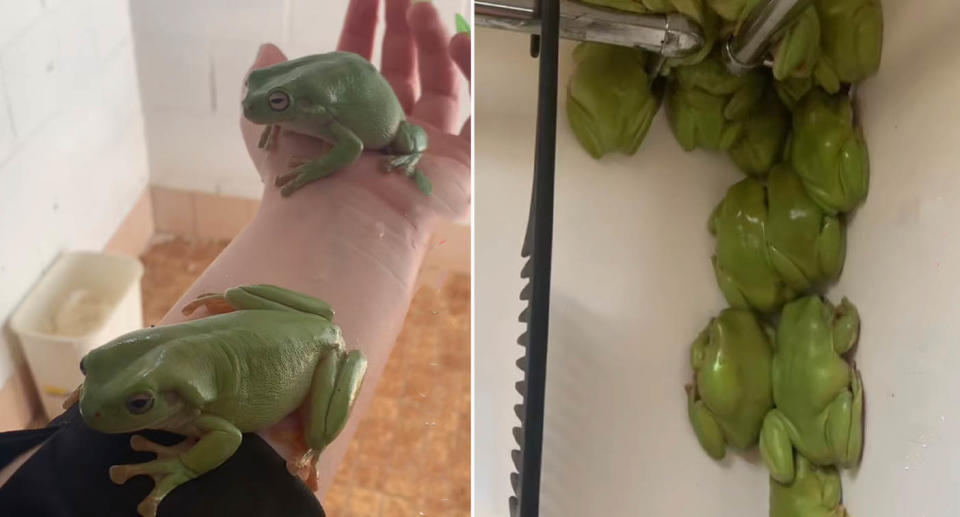 Kimberley's TikTok page is filled with videos showing multiple green tree frogs. Source: TikTok