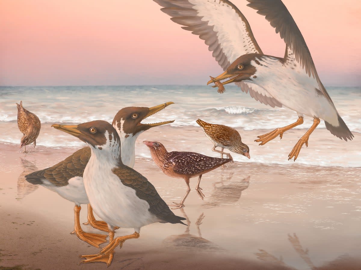 Artist’s reconstruction of the last known toothed bird, Janavis finalidens, in its original environment (Phillip Krzeminski)