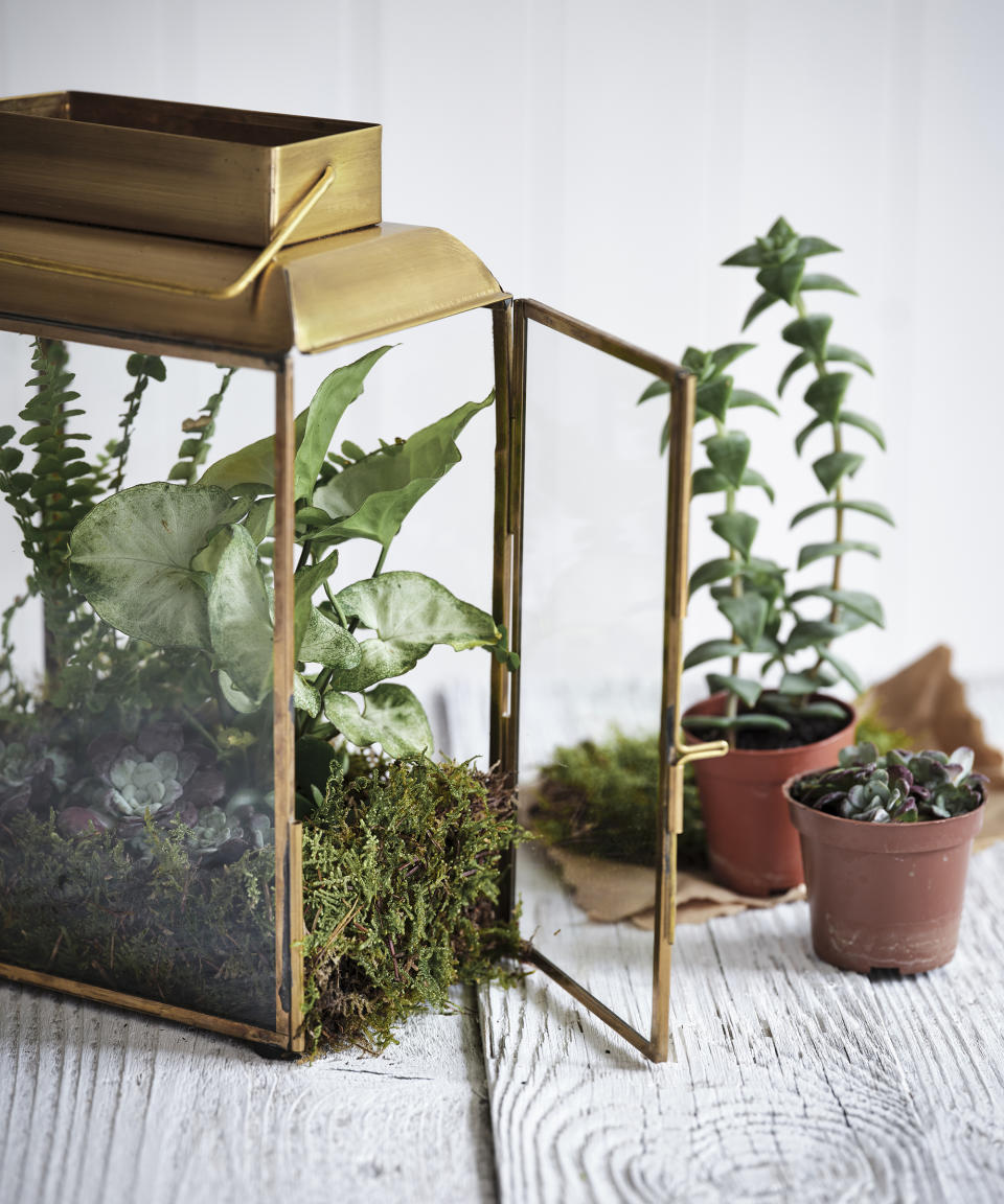 Adding plants to a terrarium