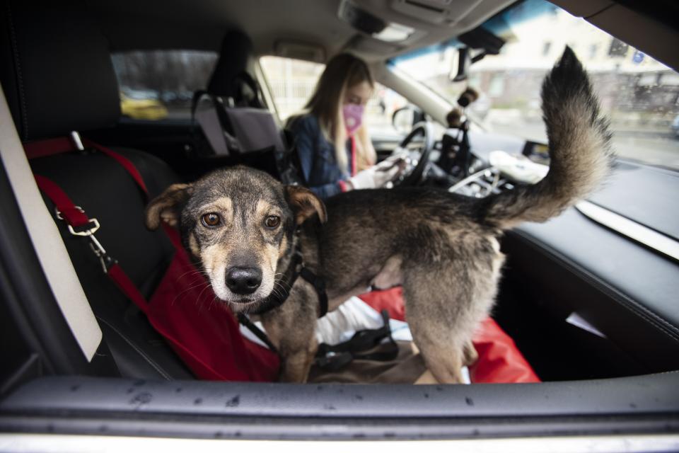 In this photo taken on Saturday, April 25, 2020, Barly, a two year old mutt dog, waits inside a car, as Anastasia Medvedeva, one of the organizers of the online adoption initiative called "Happiness Delivered At Home", wearing a face mask and gloves to protect from coronavirus, makes a phone call to Alexandra Novatova, the new owner of Barly, in Moscow, Russia. Medvedeva said her project wants to make sure that the animals aren't adopted just as a temporary salve to the tedium and loneliness of lockdown. With humans spending all day at home, it's an opportune period to find the time to acclimate a new dog and an online project is capitalizing on this to match shelter dogs with people. (AP Photo/Alexander Zemlianichenko)