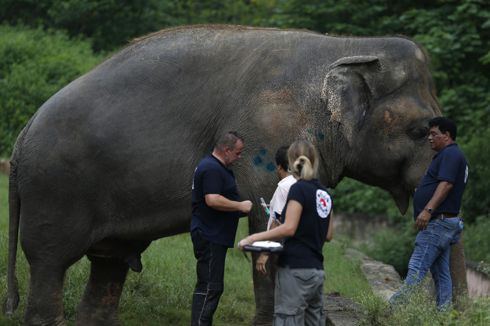 Veterinarians from the international animal welfare organization 'Four Paws' examine an elephant named 'Kaavan' at Maragzar Zoo in Islamabad, Pakistan, Friday, Sept. 4, 2020. The team of vets are visiting Pakistan to assess the health condition of the 35-year-old elephant before shifting him to a sprawling animal sanctuary in Cambodia. A Pakistani court had approved the relocation of an elephant to Cambodia after animal rights activists launched a campaign. (AP Photo/Anjum Naveed)