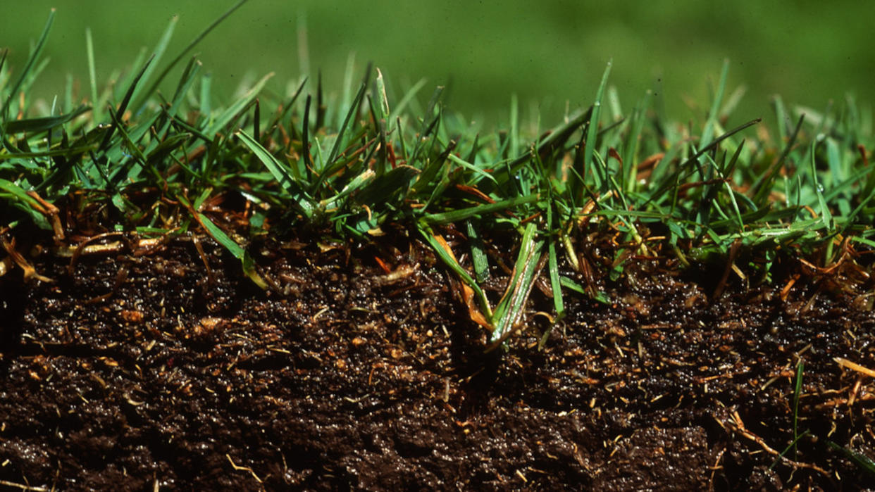  How to overseed a lawn. 