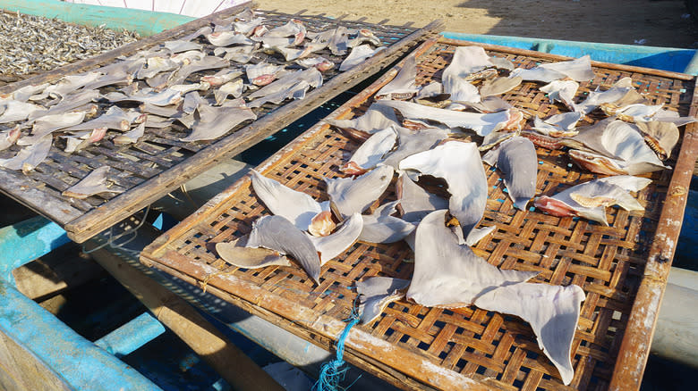 dried shark fins on racks