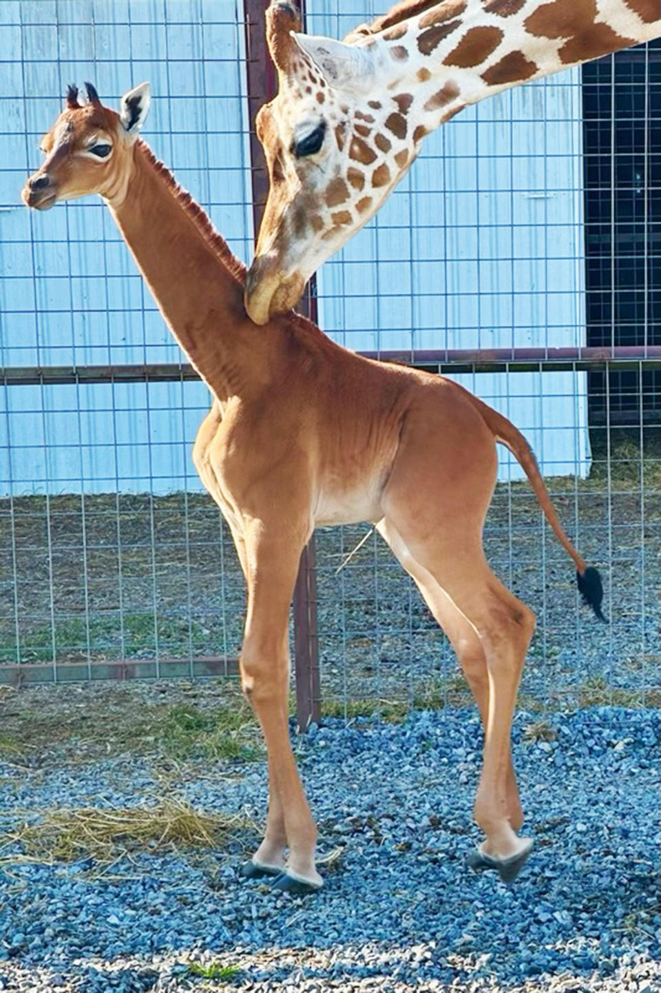 The rare baby giraffe without spots finally has a name — and it has a ...