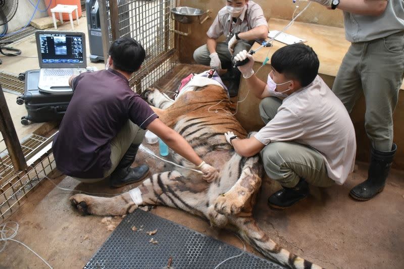 今年7月份「六福」因食慾下降，園方也緊急進行治療。（圖／翻攝自新竹市立動物園官網）