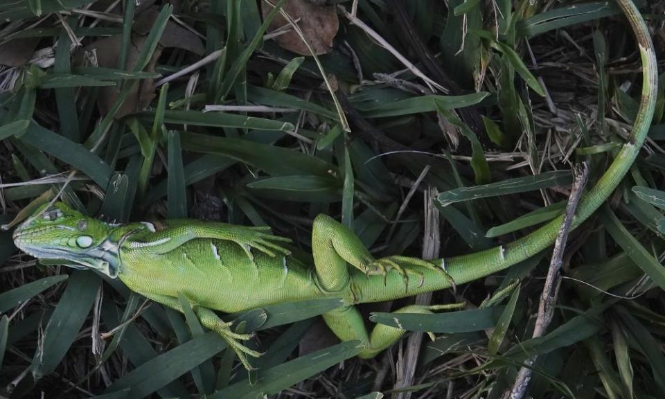 A stunned baby iguana lies in the grass at Cherry Creek Park in Oakland Park, Florida, on Wednesday.