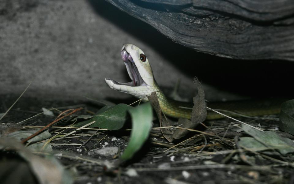 The fierce inland tapian is endemic to central east Australia