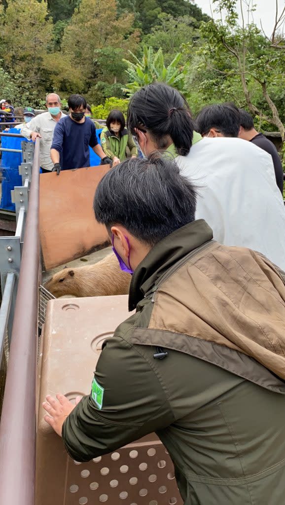 動物園工作人員花廿分鐘時間引導<a class="link " href="https://tw.news.yahoo.com/tag/水豚" data-i13n="sec:content-canvas;subsec:anchor_text;elm:context_link" data-ylk="slk:水豚;sec:content-canvas;subsec:anchor_text;elm:context_link;itc:0">水豚</a>母子進到箱籠。 （<a class="link " href="https://tw.news.yahoo.com/tag/台北市立動物園" data-i13n="sec:content-canvas;subsec:anchor_text;elm:context_link" data-ylk="slk:台北市立動物園;sec:content-canvas;subsec:anchor_text;elm:context_link;itc:0">台北市立動物園</a>提供）