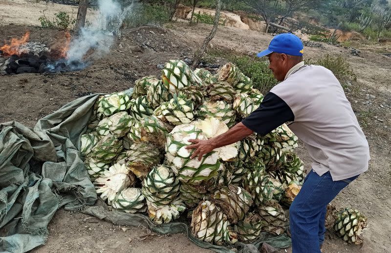 Venezuelan liquor cocuy is winning awards, but producers face hurdles