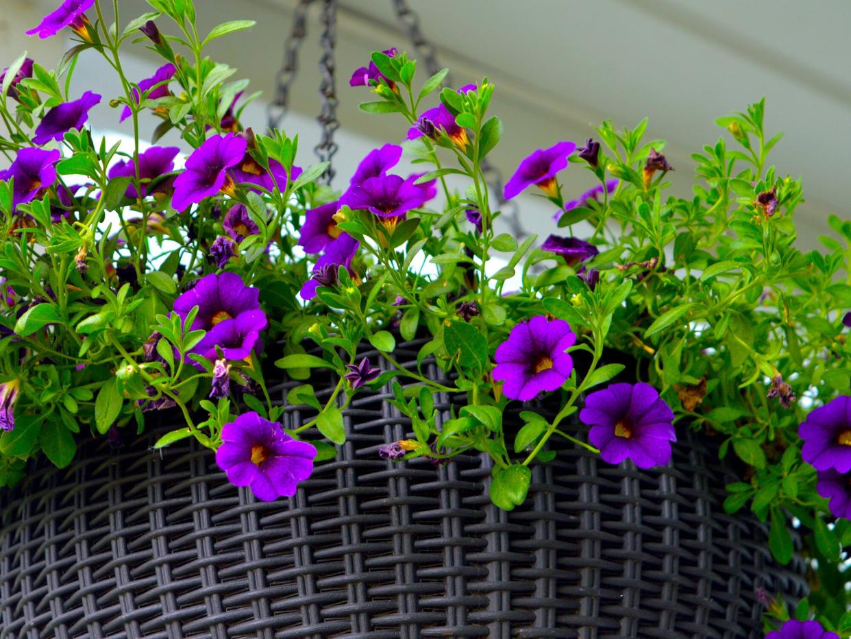 close up of a hanging basket with purple flowers