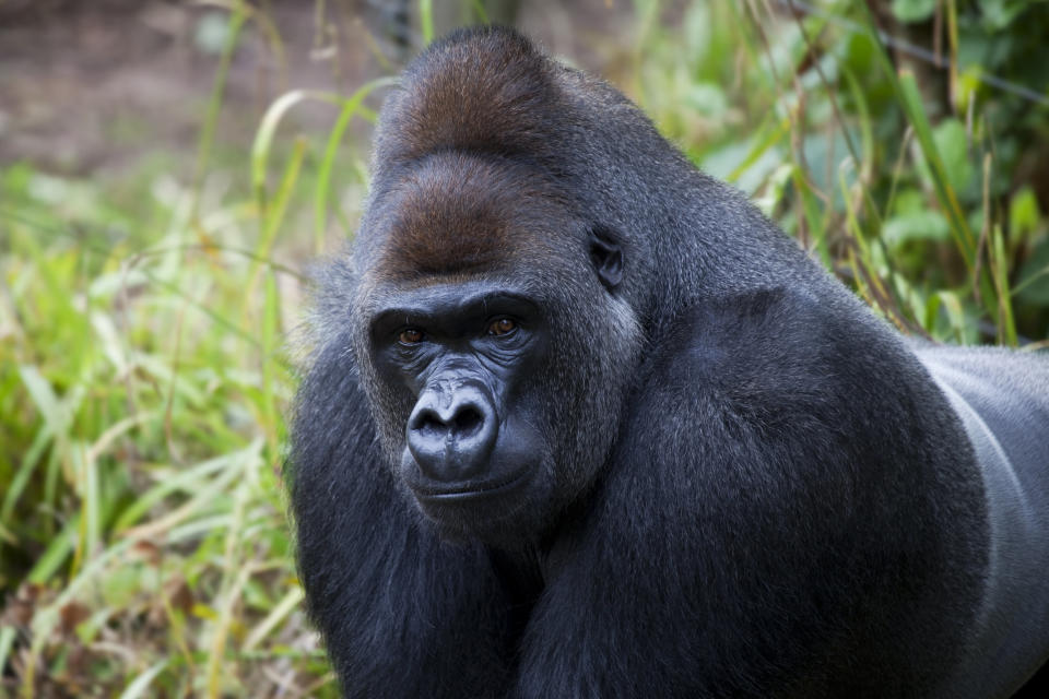 Male Silverback Gorilla