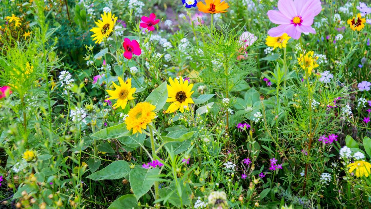 cut flower garden