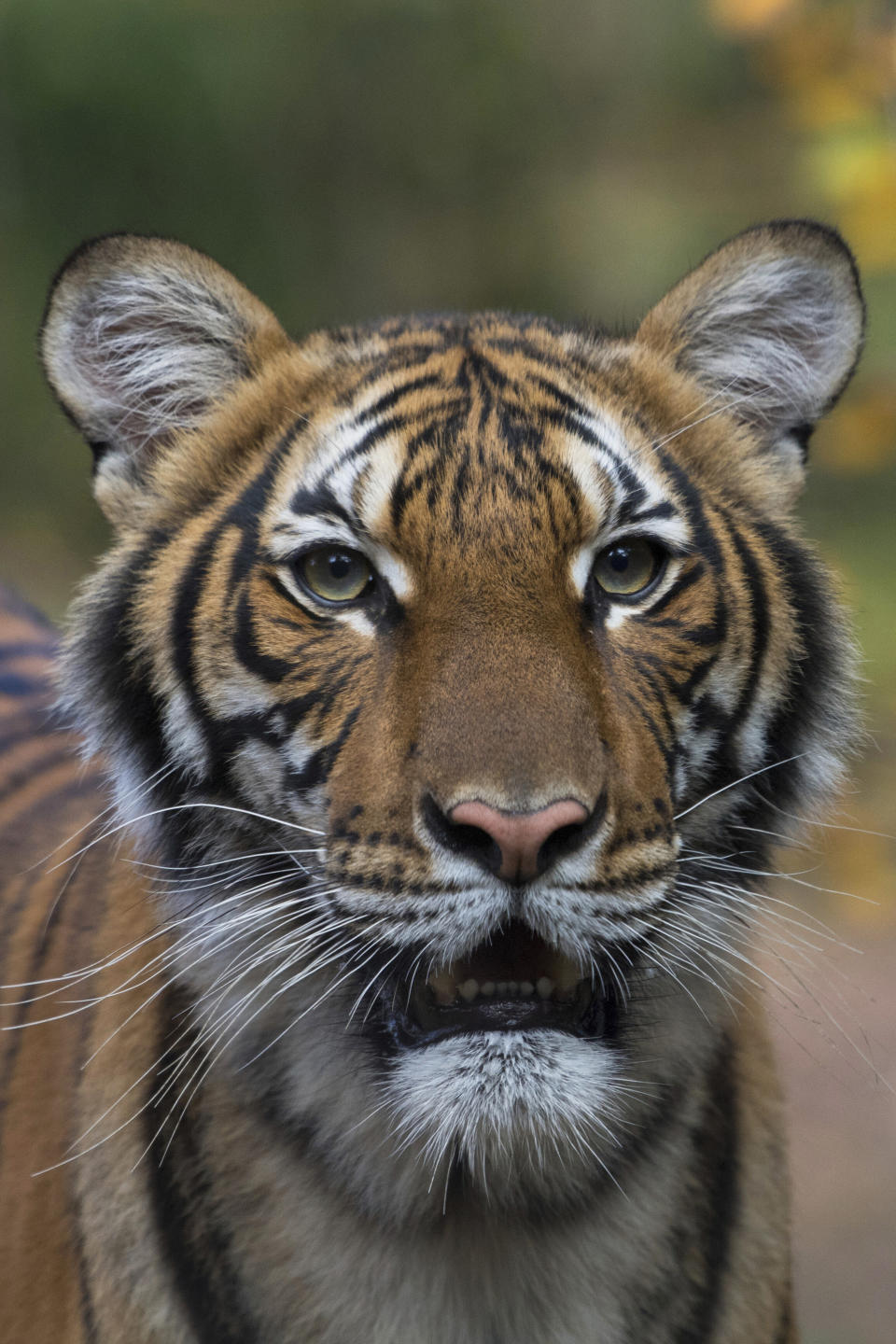 FILE- This undated file photo provided by the Wildlife Conservation Society shows Nadia, a Malayan tiger at the Bronx Zoo in New York. Nadia who contracted the coronavirus is continuing to get better, as are six other tigers and lions that showed similar symptoms, the zoo said Friday, April 10, 2020. She has what is believed to be the first known coronavirus infection in an animal in the U.S. or a tiger anywhere, according to federal officials and the zoo. (Julie Larsen Maher/Wildlife Conservation Society via AP, File)