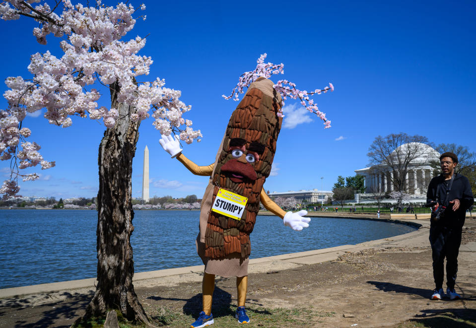 Person in a tree costume named "Stumpy" standing by cherry blossoms with another individual walking by