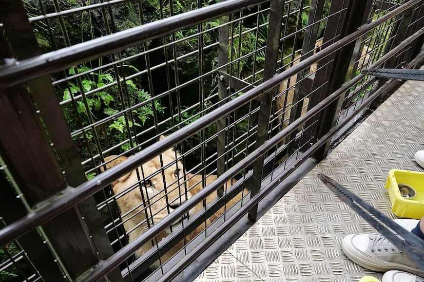 日本富士野生動物園Fuji Safari Park