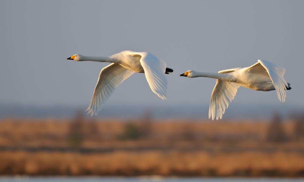 <span>Photograph: tbkmedia.de/Alamy</span>