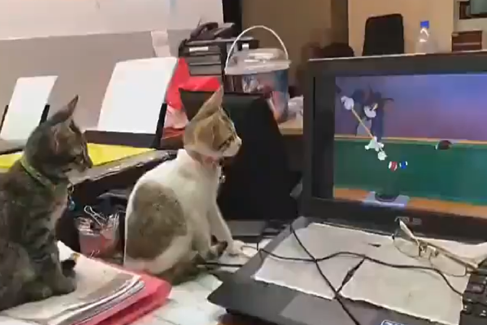 <p>兩隻幼貓「嚴守電腦」，專心一致地看卡通！（圖／Twitter@AnimalsWorId）</p>
