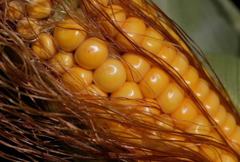 FILE PHOTO: Kernels of corn are seen on a cob in a field in Kienheim