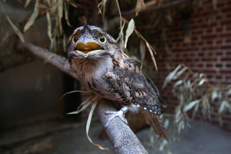 Un podargo, un ave nocturna nativa de Australia y el sureste asiático, en el Zoológico de Staten Island en Nueva York, el 11 de julio de 2014. (Chang W. Lee/The New York Times)