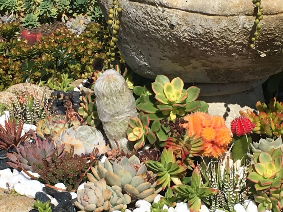 rock garden ideas colorful succulents