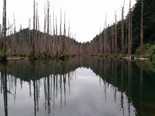 水漾森林，枯木倒映水面，宛如夢境的美景。（資料照/記者湯朝村攝）
