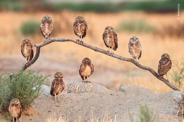 Andrew Lee, Wildlife Photographer of the Year