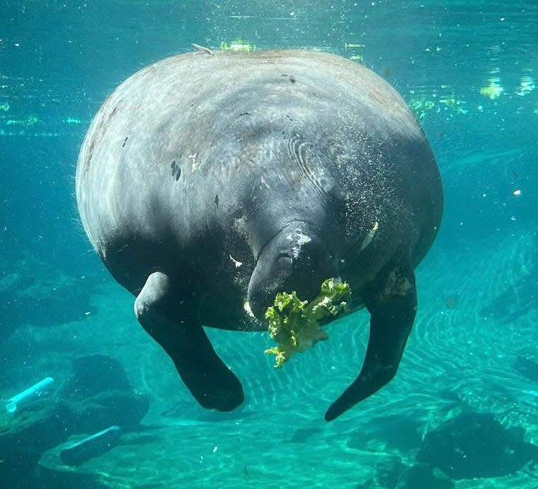 Bellissima, a 1,500-pound manatee, was slipped back onto the waters off Horton Park in Cape Coral on the morning of Wednesday, June 16, after a more than year-long recuperation from a number of injuries.