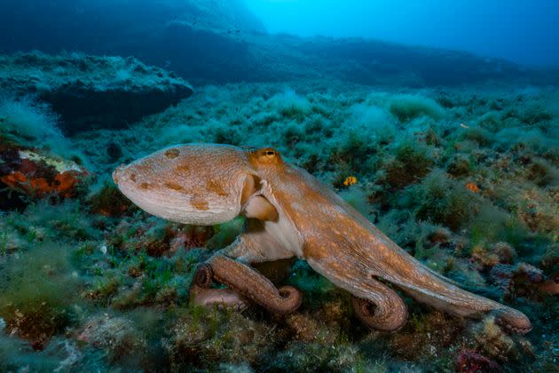 A common octopus (octopus vulgaris) — the kind featured in 