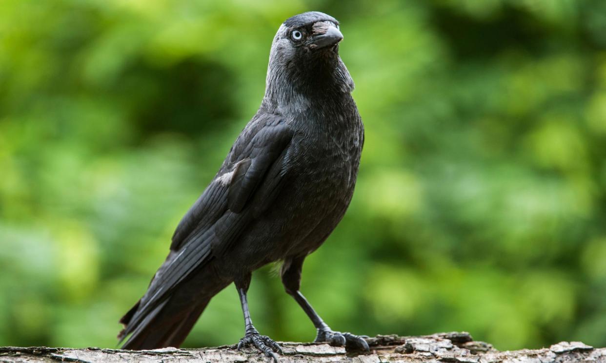 <span>‘In the late 1990s, jackdaws were mob-handed grass-peckers of the churchyard.’</span><span>Photograph: Arterra Picture Library/Alamy</span>