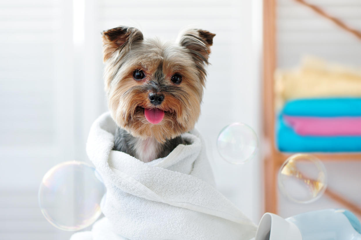 Smiling dog after bath showing tongue