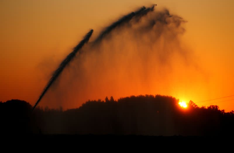 FILE PHOTO: Field of potatoes is being irrigated during sunset as a heatwave hits France