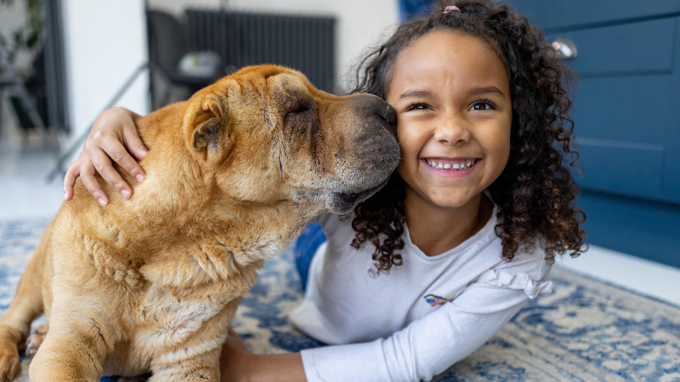 Sharpei dog giving kiss to young girl