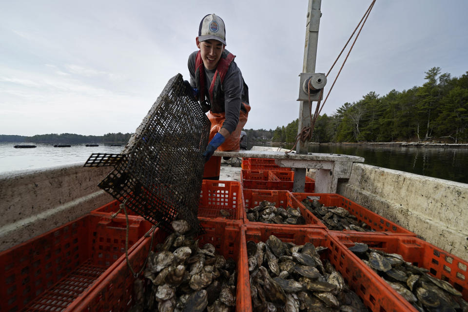 Oyster farmer Sam Dorval of Ferda Farms harvests oysters on the New Meadows River, Sunday, April 25, 2021, in Brunswick, Maine. Oysters from the farm are being used to establish a new population in New Hampshire. (AP Photo/Robert F. Bukaty)