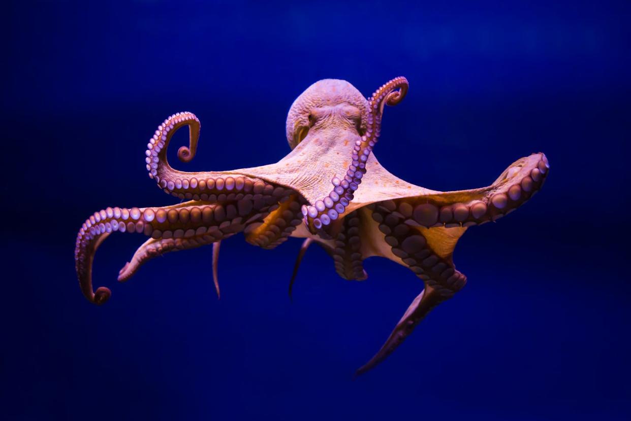 <span class="caption">Don't call them tentacles: An octopus has eight arms.</span> <span class="attribution"><a class="link " href="https://www.gettyimages.com/detail/photo/common-octopus-royalty-free-image/495907882?adppopup=true" rel="nofollow noopener" target="_blank" data-ylk="slk:TheSP4N1SH/iStock via Getty Images Plus;elm:context_link;itc:0;sec:content-canvas">TheSP4N1SH/iStock via Getty Images Plus</a></span>